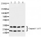 Anti-Caspase-3 (P17) Antibody