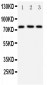 Anti-DDX4/MVH Antibody