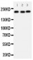 Anti-53BP1 Antibody