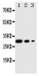 Anti-TORC1 Antibody