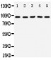 Anti-TrkC Antibody