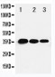 Anti-T-bet/Tbx21 Antibody