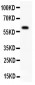 Anti-TNFRSF25/DR3 Antibody