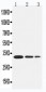 Anti-TRAF1 Antibody