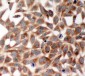 Anti-TRAF2 Antibody