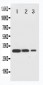 Anti-TRAF2 Antibody