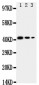 Anti-CD68 Antibody