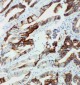 Anti-CYP2U1 Antibody