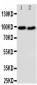 Anti-DISC1 Antibody