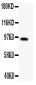 Anti-DISC1 Antibody