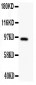 Anti-DISC1 Antibody