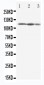 Anti-Eif3b Antibody