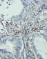 Anti-EIF6 Antibody