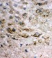 Anti-EIF6 Antibody