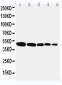 Anti-Flotillin 1 Antibody