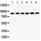 Anti-IKK Beta Antibody