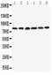 Anti-LPP Antibody