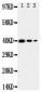 Anti-MBD4 Antibody