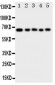 Anti-MBD4 Antibody