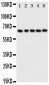 Anti-p63 Antibody