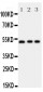 Anti-Annexin VII Antibody