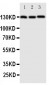 Anti-VE-Cadherin/CD144 Antibody