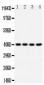 Anti-CXCR1 Antibody