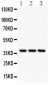 Anti-Bonzo Antibody