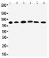 Anti-PC1/3 Antibody