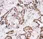 Anti-APLP1 Antibody