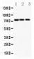 Anti-APLP1 Antibody