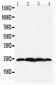 Anti-BAG2 Antibody