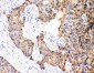 Anti-Caspase-12 Antibody