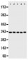 Anti-Caspase-14 Antibody