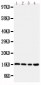 Anti-Cystatin B Antibody