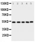 Anti-SMAD5 Antibody