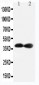 Anti-Cdk7 Antibody