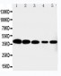 Anti-Cdk7 Antibody