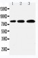 Anti-PLK2 Antibody