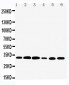 Anti-Tafazzin/TAZ Antibody