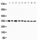 Anti-TNFRSF4/OX40 Antibody