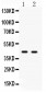 Anti-Cdc37 Antibody