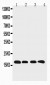 Anti-Cyclophilin B Antibody