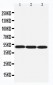 Anti-Beta Arrestin 1 Antibody