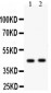 Anti-E2F4 Antibody