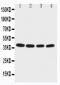 Anti-EIF2S2 Antibody