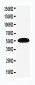 Anti-EAAT3 Antibody