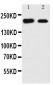 Anti-Tuberin Antibody