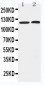 Anti-HDAC5 Antibody