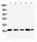 Anti-TIA1 Antibody